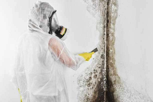 Best Mold Removal and Inspection  in Breckenridge, TX