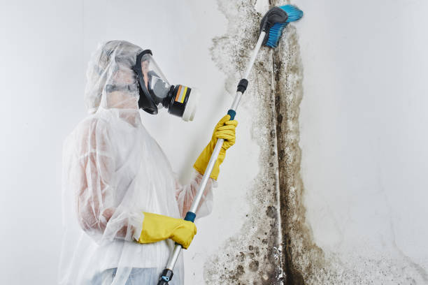 Best Emergency Mold Removal  in Breckenridge, TX