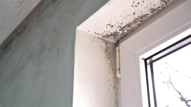 Best Home Mold Removal  in Breckenridge, TX