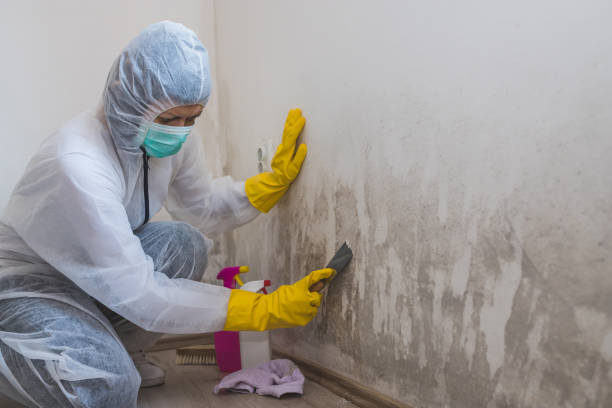 Best Mold Testing and Removal  in Breckenridge, TX