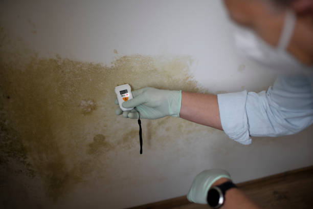 Best Home Mold Removal  in Breckenridge, TX