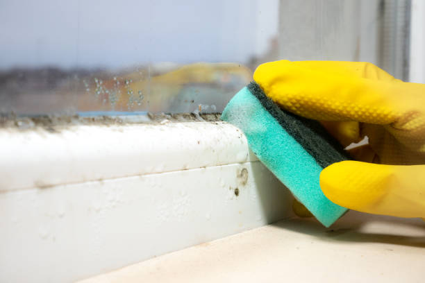 Best Local Mold Removal Service  in Breckenridge, TX