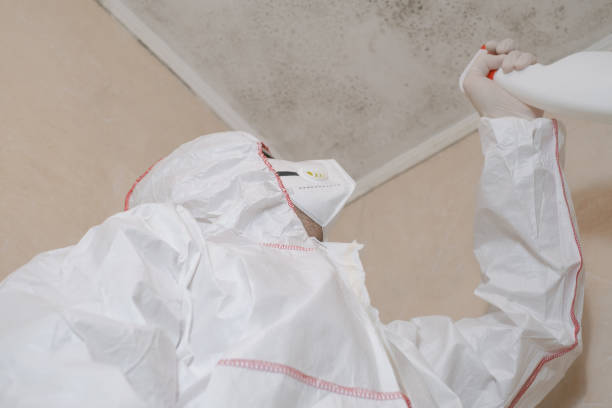 Best Certified Mold Removal  in Breckenridge, TX