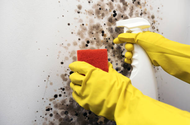 Best Mold Removal Near Me  in Breckenridge, TX