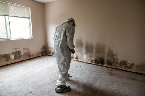 Best Home Mold Removal  in Breckenridge, TX