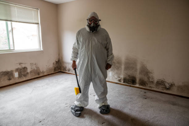 Best Fast Mold Removal  in Breckenridge, TX