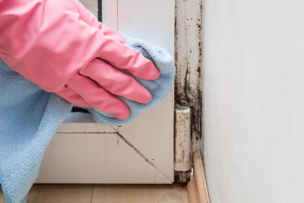 Best Mold Removal Company Near Me  in Breckenridge, TX