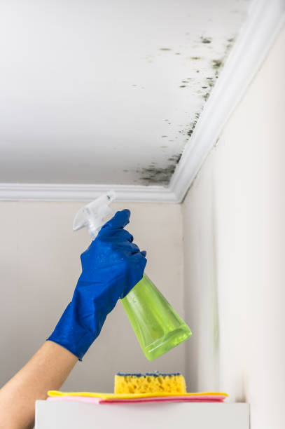 Best Mold Damage Repair  in Breckenridge, TX